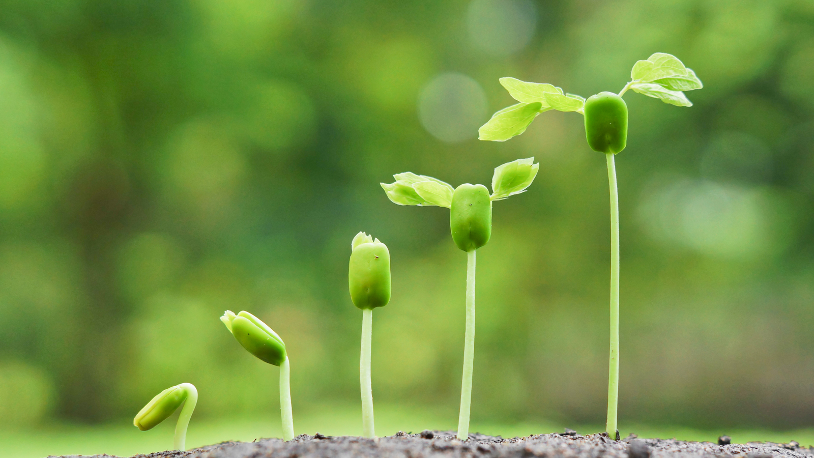 Inner Wealth Ecosystem growth with inner wealth